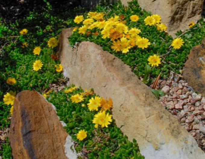 Delosperma ’Gold Nugget’