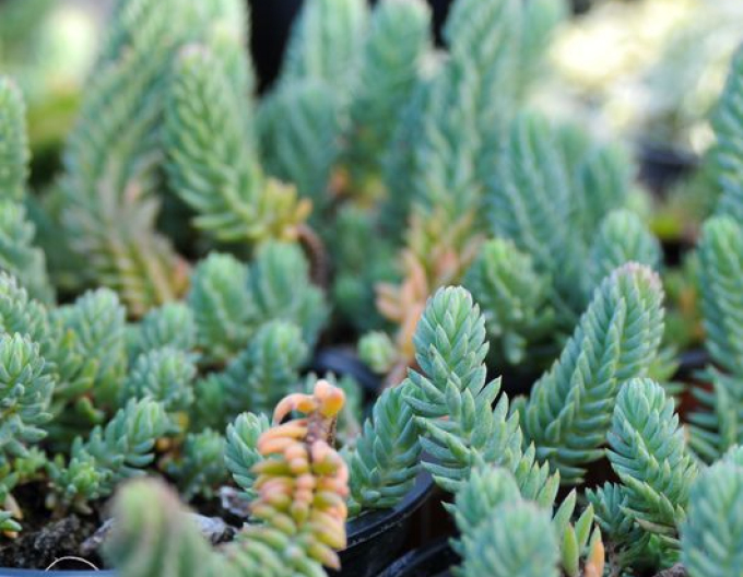 Rozchodník ´Blue Spruce´