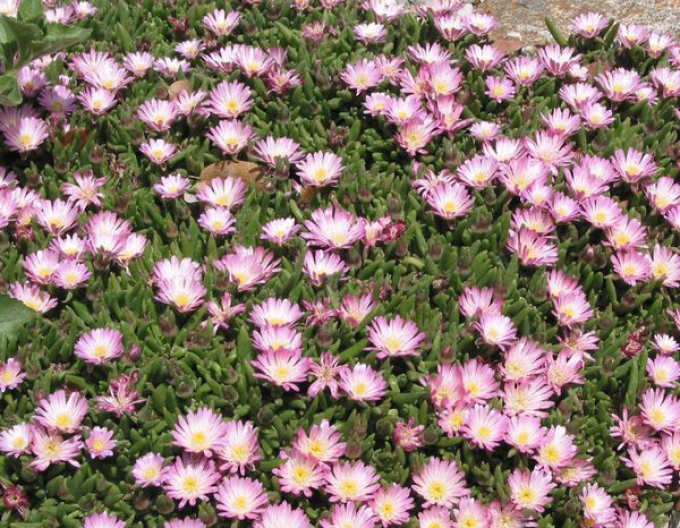 Delosperma ’Beaufort West’