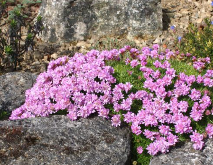 Trávnička "Bevan´s Variety"