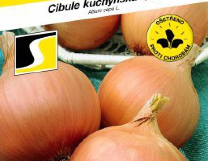 Semo Cibuľa kuchynská jarná  ´Dagmar´