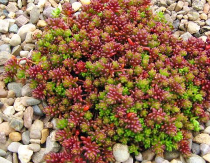 Rozchodník "Coral Carpet"