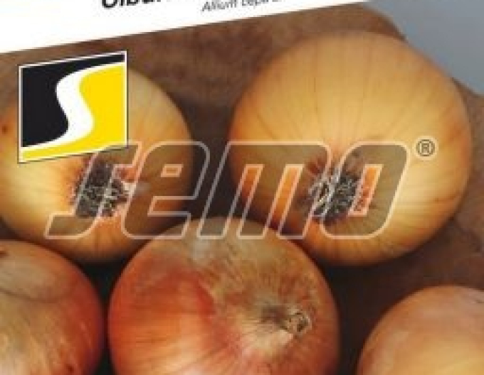 Semo Cibuľa kuchynská ozimná ´Winteria´