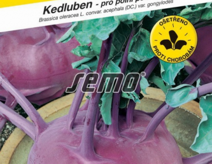 Semo Kaleráb ´Violeta´