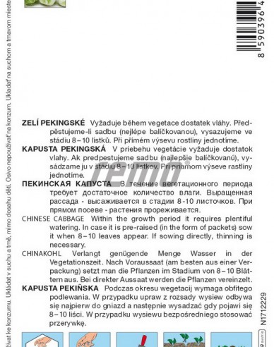 Semo Kapusta pekinská ´Rapid F1´