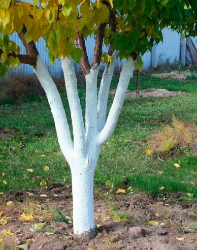 Biovita Vápno na bielenie stromov a kríkov 2kg