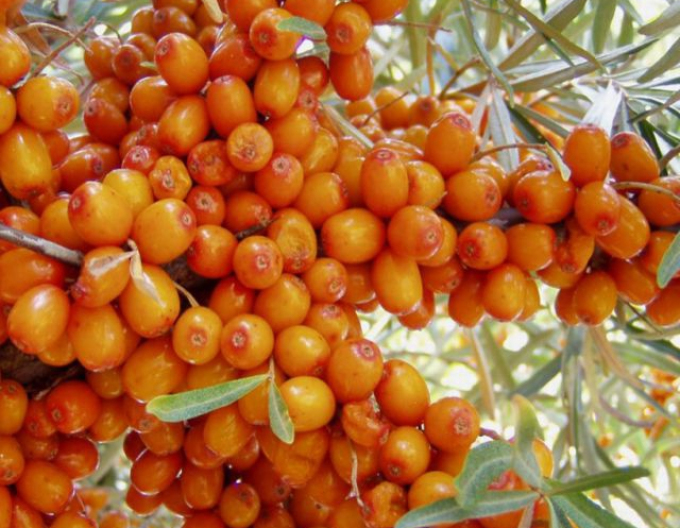 Rakytník samica "Frugana"