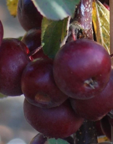 Jabloň stĺpová "Maypole" jesenná, podp. M7, kont. 5L