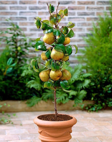 Hruška stĺpovitá "Concorde" 2l