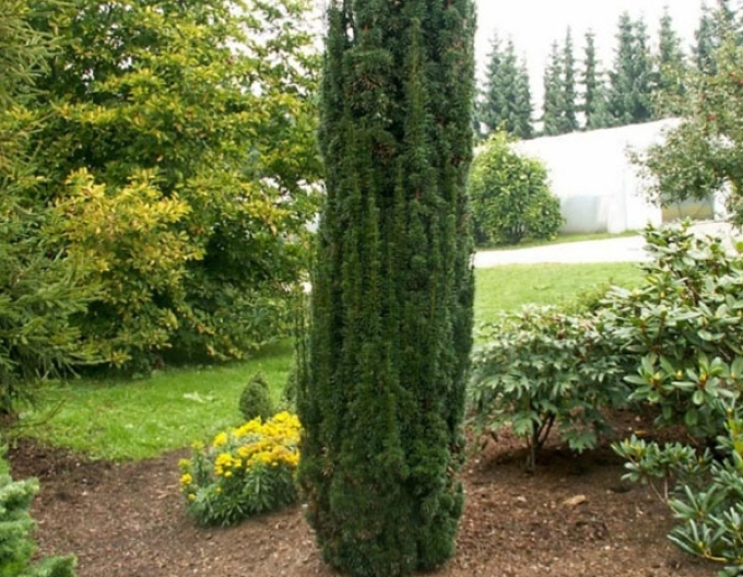Tis obyčajný stĺpovitý ‘Hicksii‘