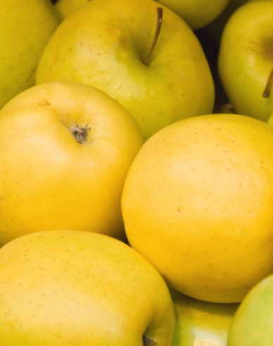 Jabloň "Golden Delicious" zimná, podp. MM106, kont. 5l