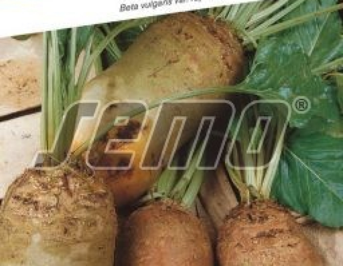 Semo Repa kŕmna ´Bučiansky žltý válec´
