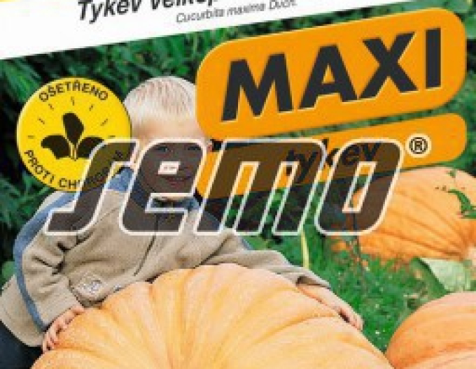 Semo Tekvica  plazivá ´Atlantic Giant´