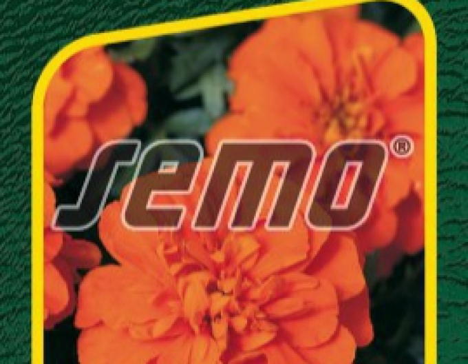 Semo Aksamietnica rozložitá ´Bonanza Deep Orange´