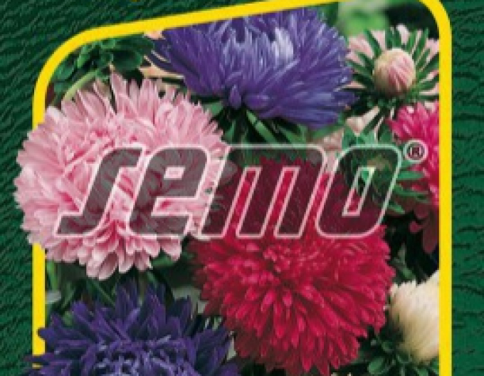 Semo  Astra čínska ´Pivoine´