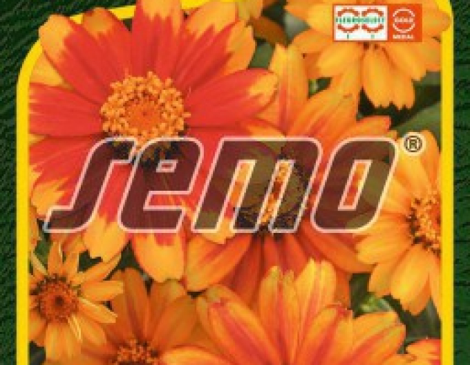 Semo Cínia ´Zahara Sunburst´
