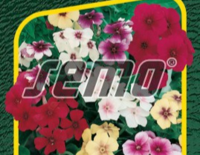 Semo Flox drummondov ´Beauty´