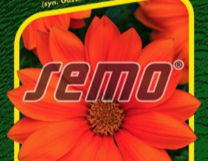 Semo Gazánia lesklá ´New Day Clear Orange F1´