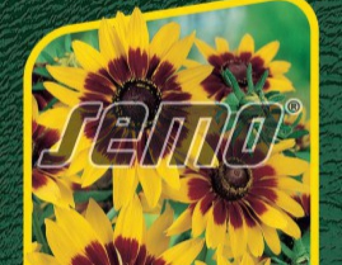Semo Rudbekia ´Gloria Daisy´