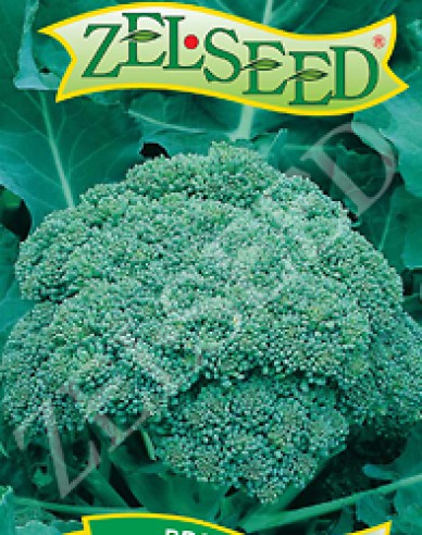 Zelseed Brokolica ´Calabresse´