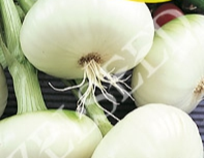 Zelseed Cibuľa kuchynská biela ´Argenta´