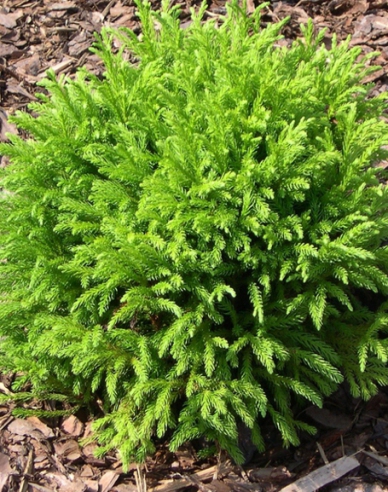 Kryptoméria japonská "Globosa Nana"