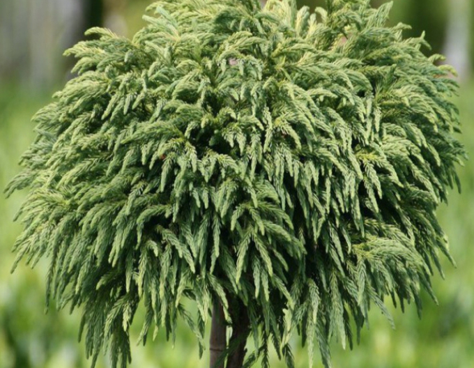 Kryptoméria japonská ´Elegans ´ na kmienku