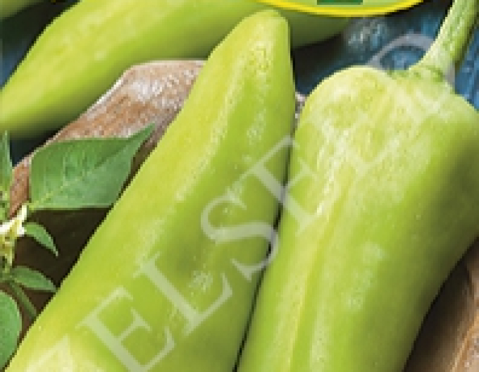 Zelseed Paprika sladká na rýchlenie ´Dilara Zel F1´