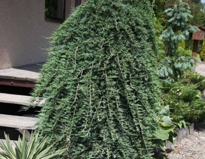 Borievka "Wiltonii"
