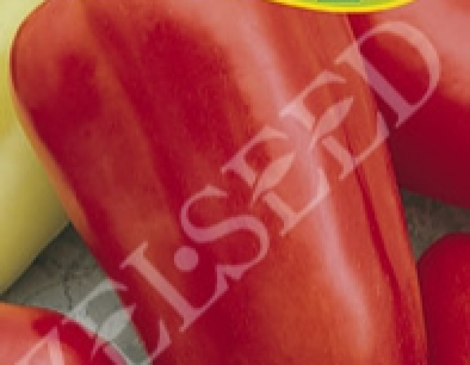 Zelseed Paprika ročná ´Blava´