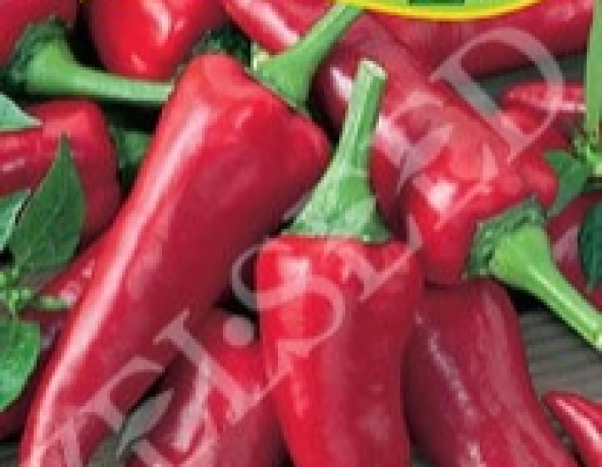 Zelseed Paprika koreninová sladká ´Kora Zel´