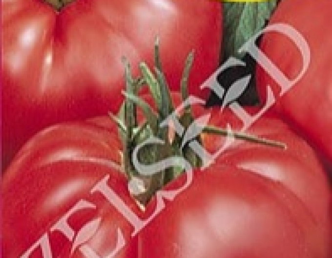Zelseed Rajčiak kolíkový ´Jergus F1´
