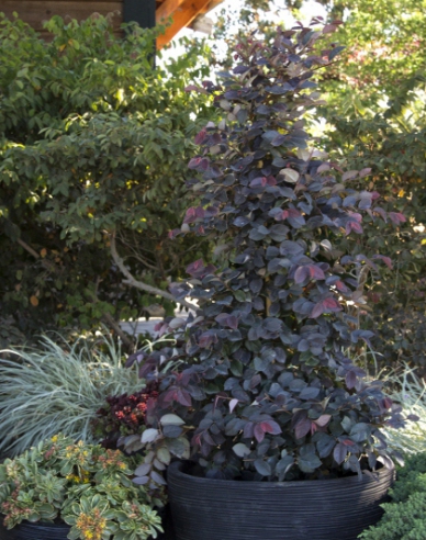 Loropetalum Cono