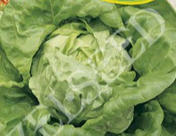 Zelseed Šalát jarný ´Lednický´