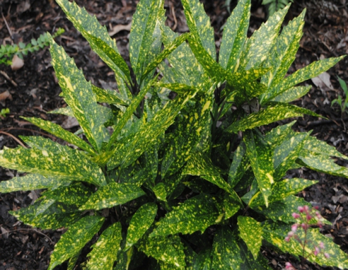 Aukuba japonská "Variegata"