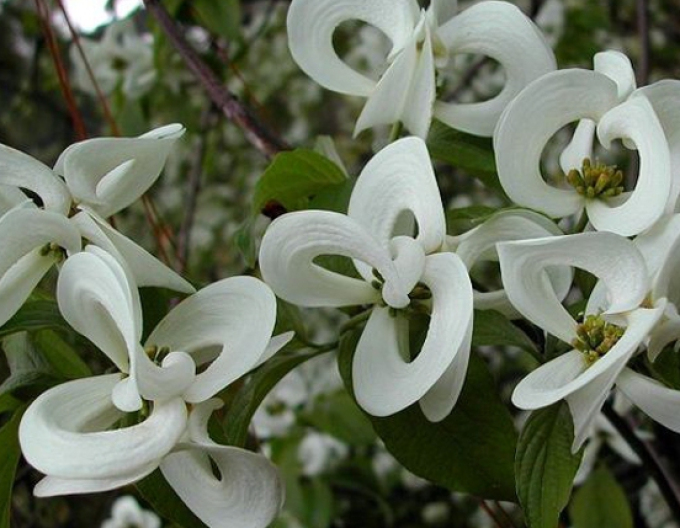 Drieň kvetnatý "Florida" ( Cornus urbiniana "Florida")