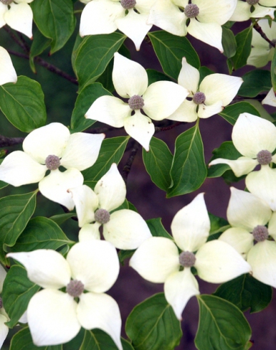 Drieň kousa "China Girl" (Cornus cousa "China Girl")