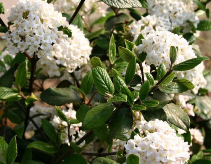 Kalina "Burkwoodii"