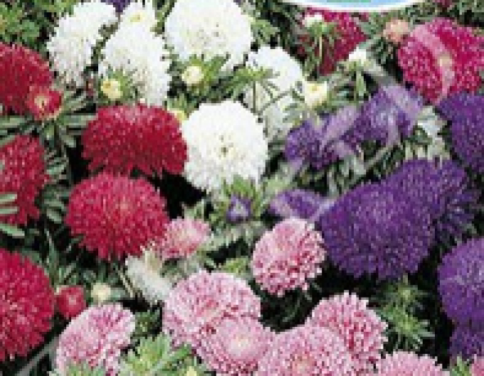 Zelseed  Astra chrysantémokvetá nízka ´Zmes´