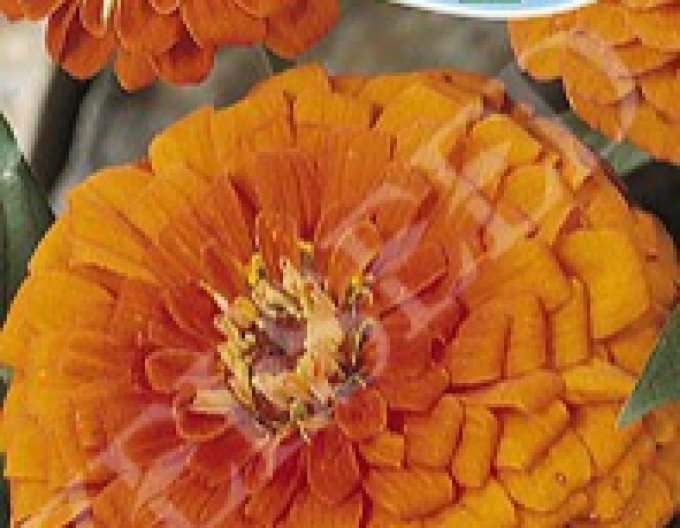 Zelseed Cínia dáhliokvetá ´Oranžová´