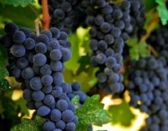 Vinič muštovný ´Frankovka modrá´