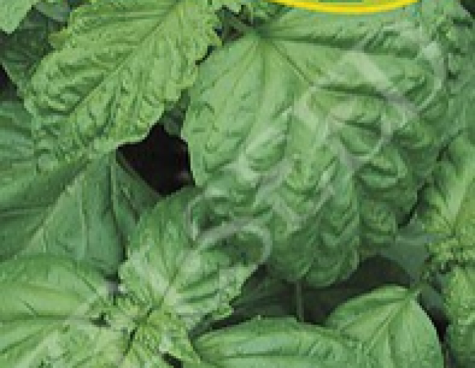 Zelseed Bazalka pravá ´Lettuce Leaf´