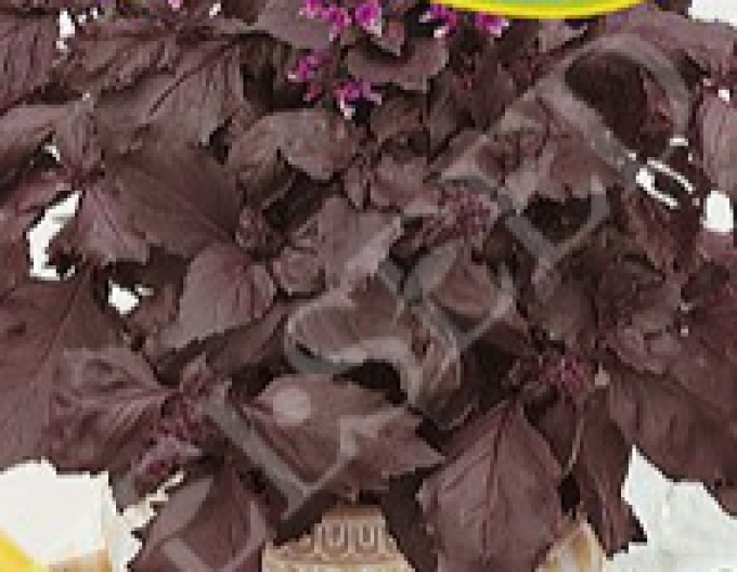 Zelseed Bazalka pravá ´Dark Opal´
