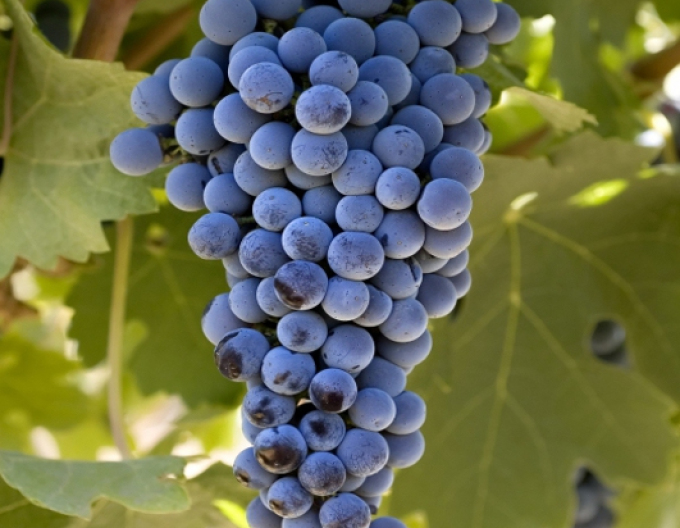 Vinič muštový ´Cabernet sauvignon´