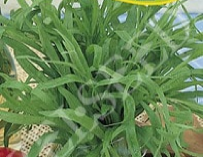 Zelseed Palina dračia - Estragón