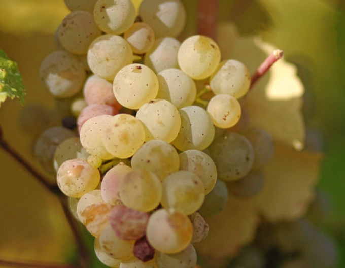 Vinič muštový ´Rizling vlašsky´