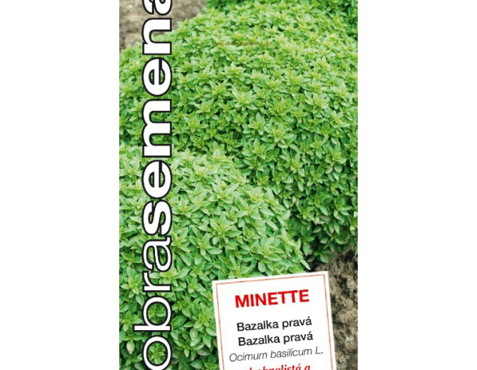 Dobrá semena Bazalka pravá ´Minette´