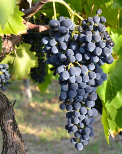 Vinič stolový ´Nero´, kont. 2l