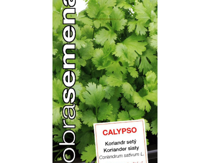 Dobra semena Koriander ´Calypso´