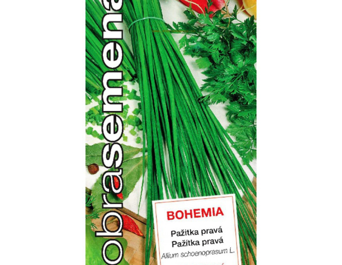 Dobrá semena Pažítka pravá ´Bohemia´